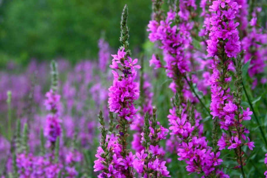 Дербенник иволистный (Lythrum salicaria `Robert`)