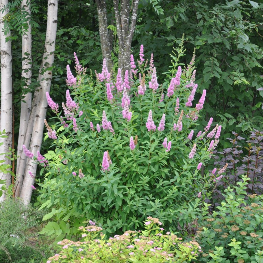Дербенник иволистный (Lythrum salicaria `Robert`)