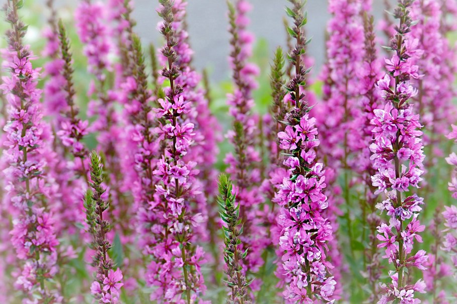 Спирея Билларда Spiraea billardii