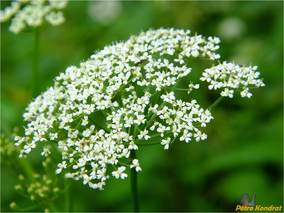 Сныть (Aegopodium podagraria)