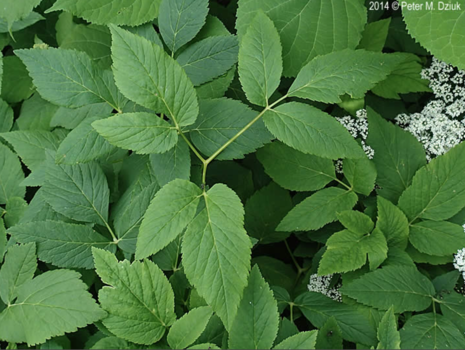 Сныть (Aegopodium podagraria)