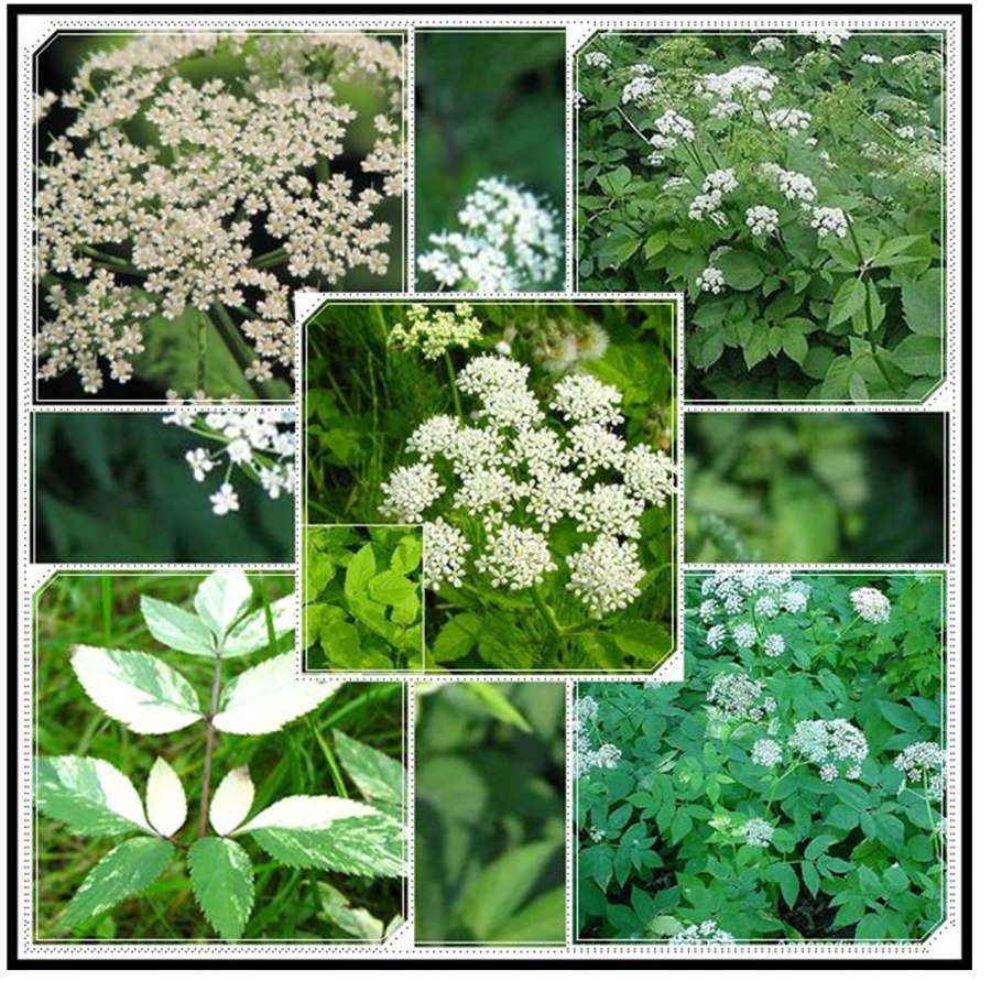 Сныть семейство зонтичные