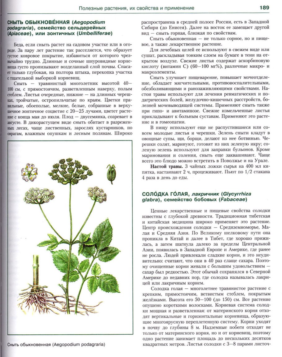 Сныть обыкновенная лекарственные