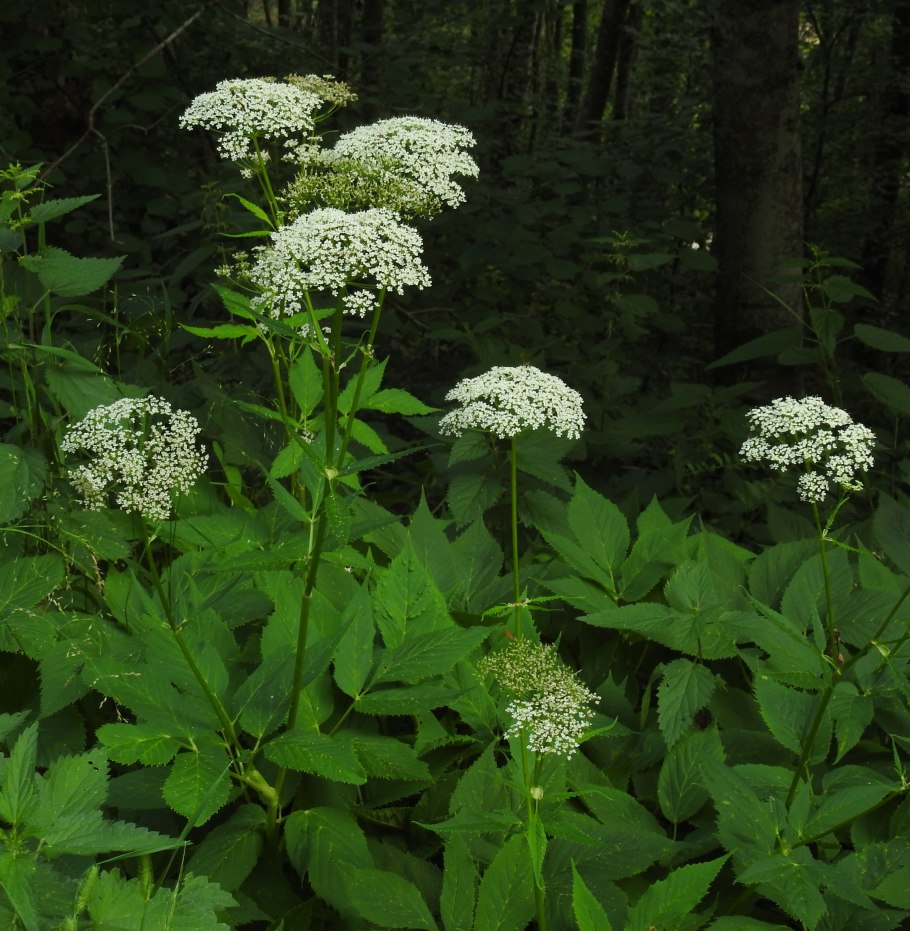 Сныть обыкновенная