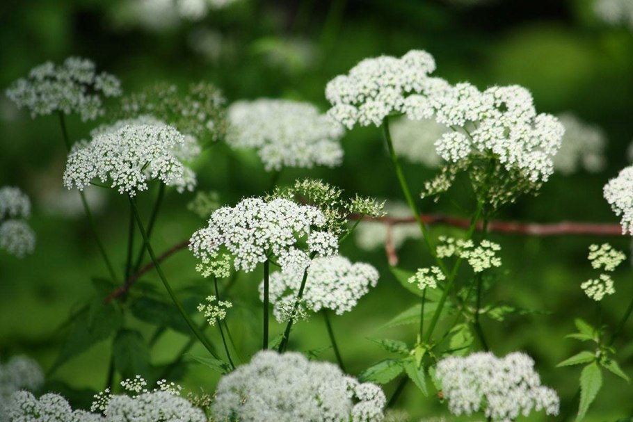 Сорняк сныть