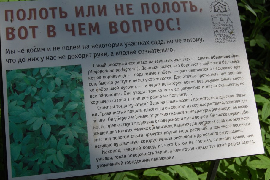 Сныть Болотная