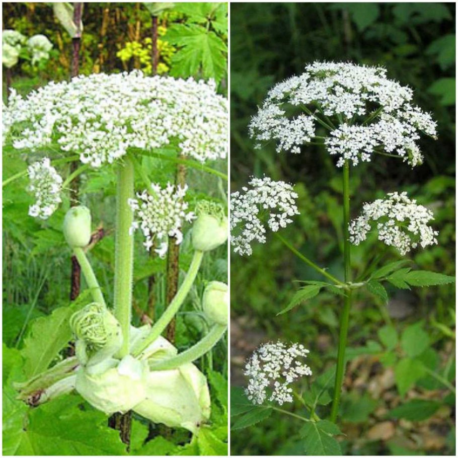 Лечебная трава сныть