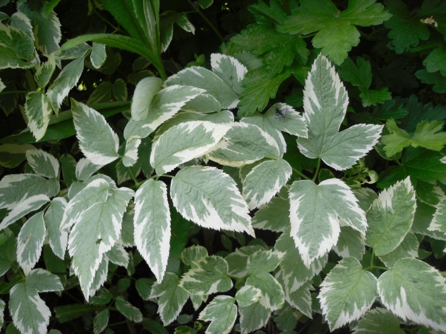 Болиголов пятнистый цикута