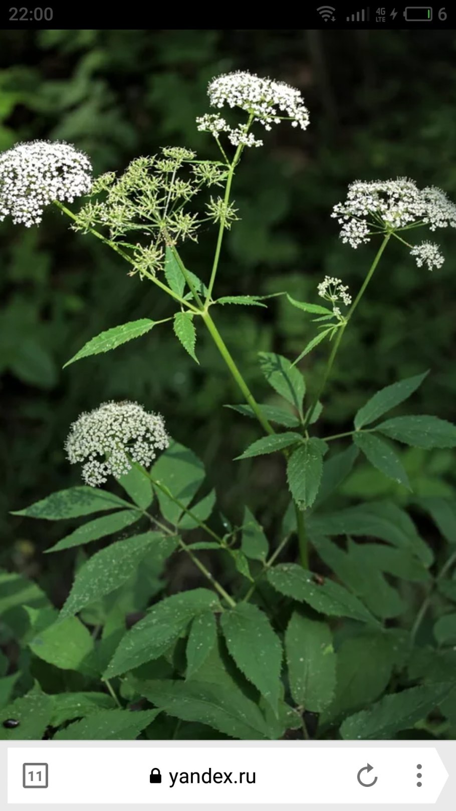 Сныть (Aegopodium podagraria)