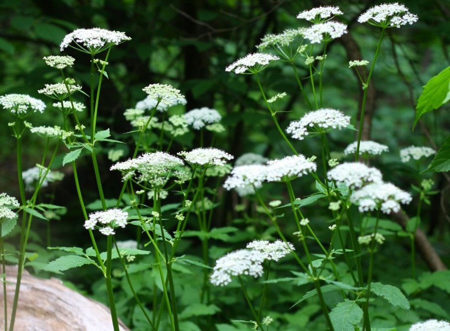 Сныть цветет