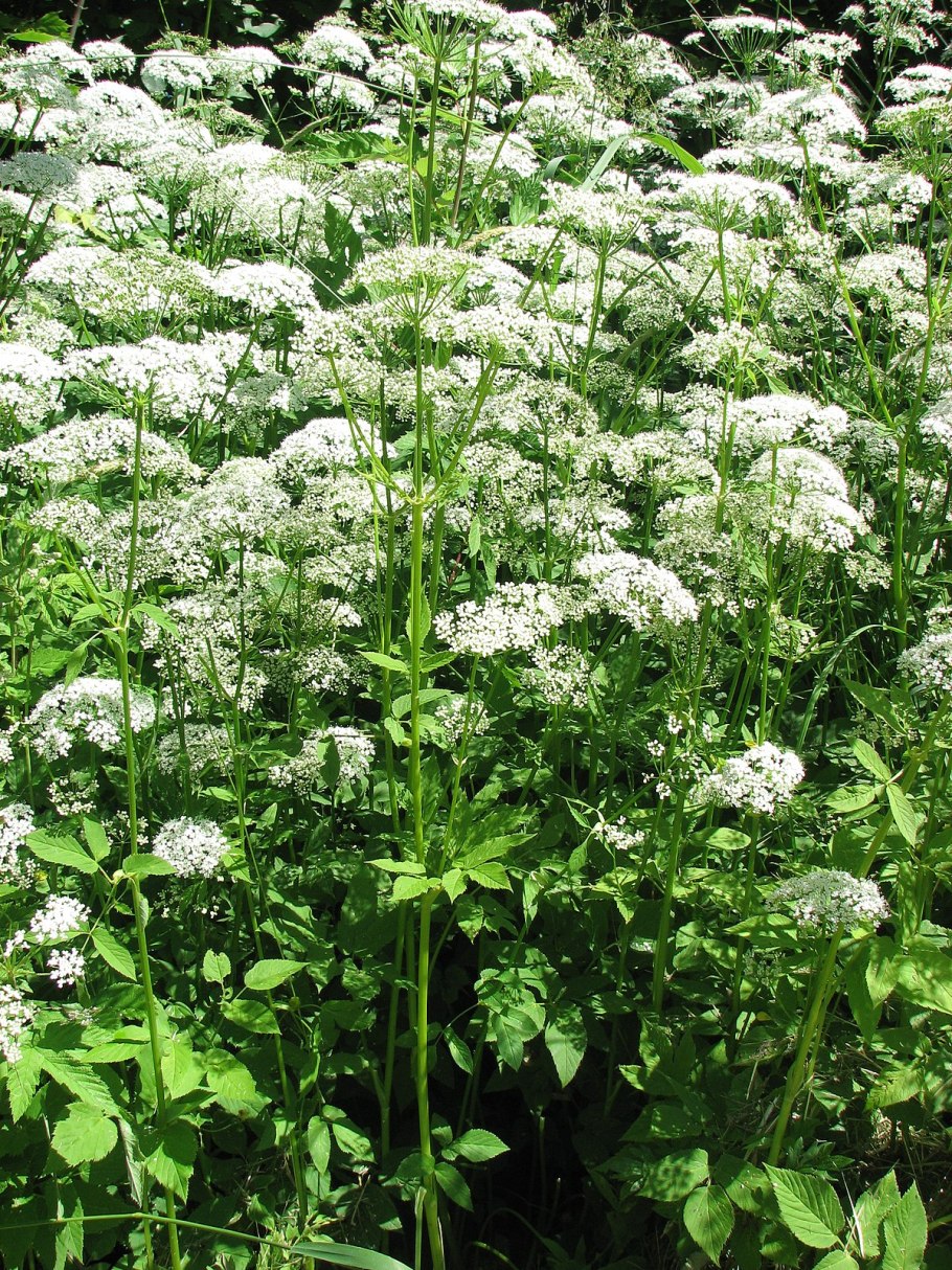 Сныть обыкновенная variegata