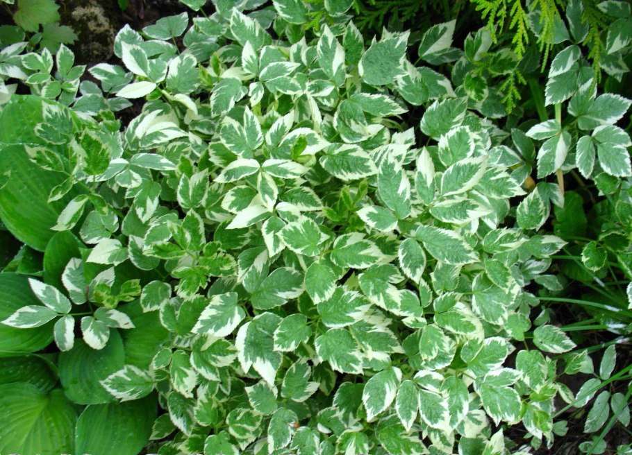 Трава сорняк сныть фото