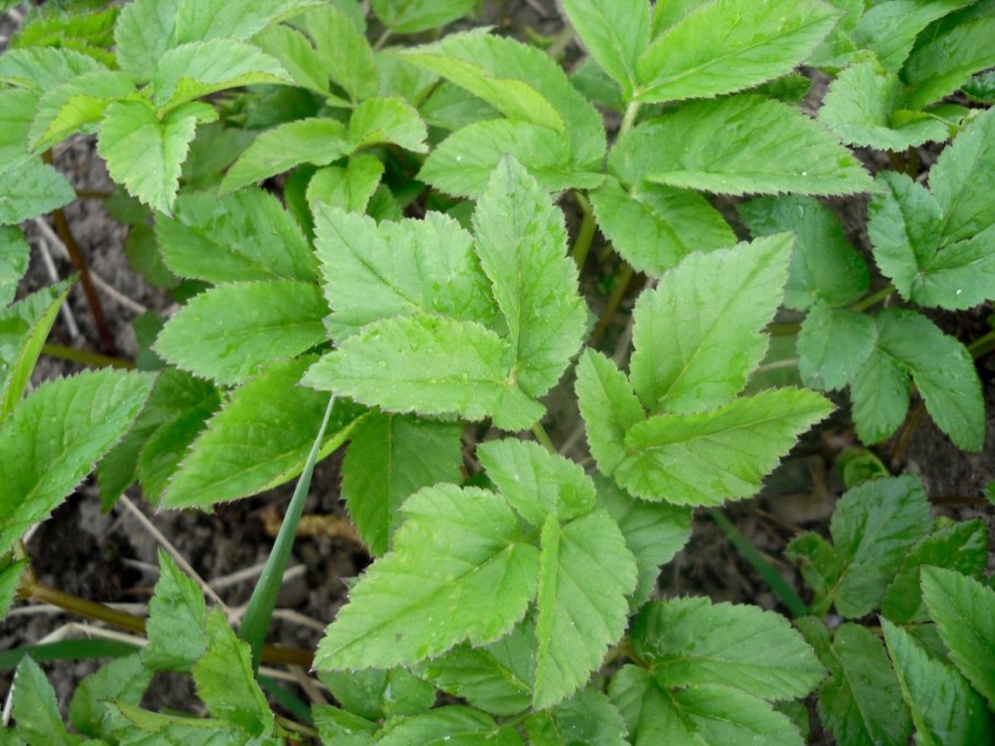 Сныть обыкновенная (Aegopodium podagraria)