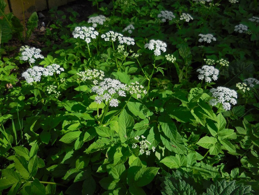 Сныть (Aegopodium podagraria)