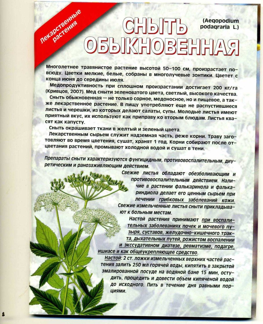 Лечебная трава сныть