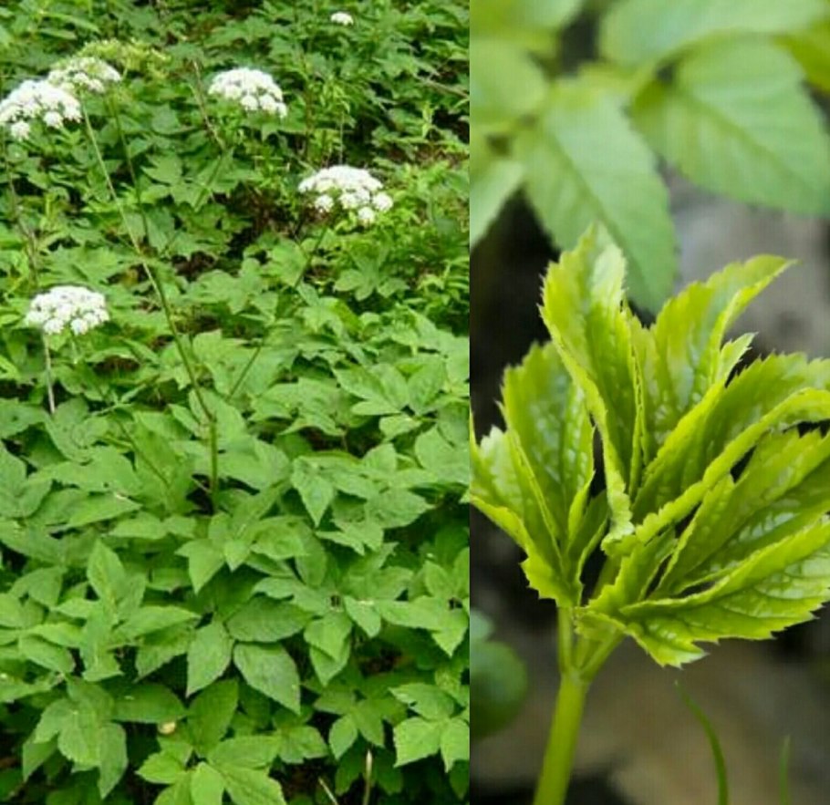 Сныть трава