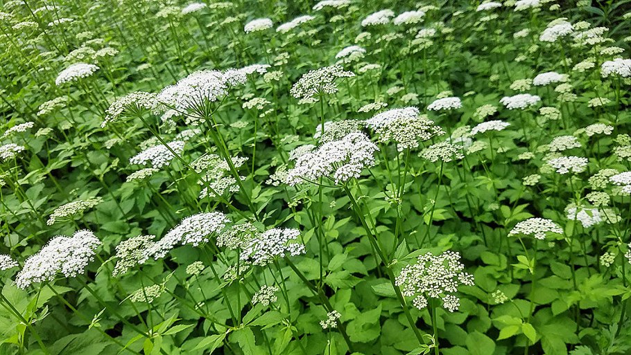 Сныть обыкновенная сорняк