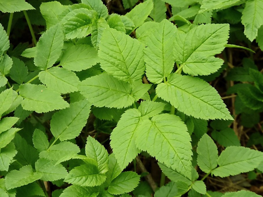 Семена растения сныть