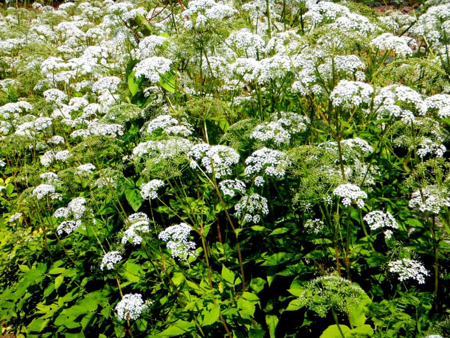 Сныть обыкновенная - Aegopodium podagraria l. сем. Зонтичные – Apiaceae.