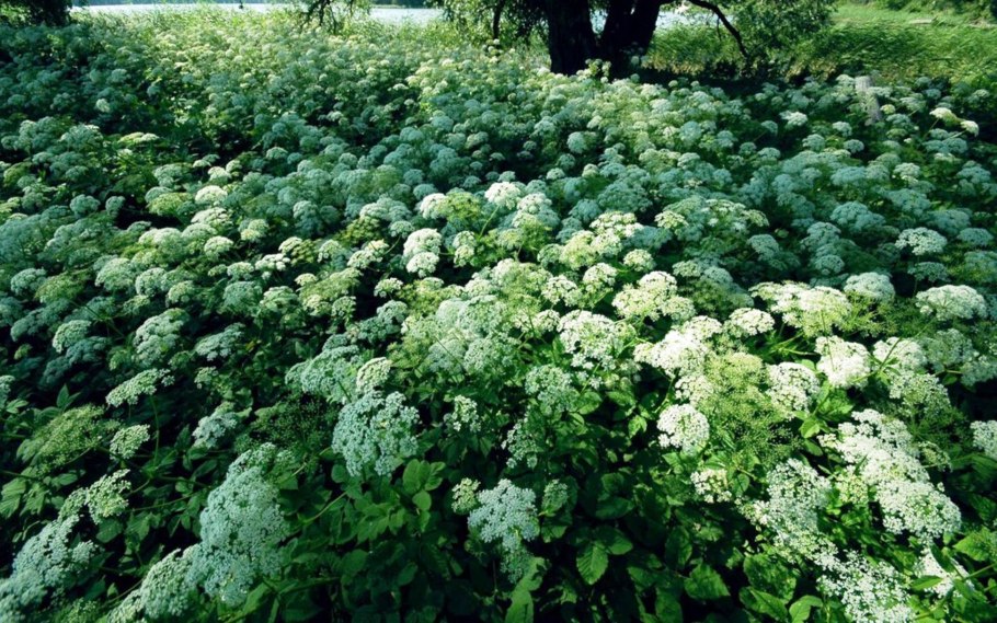 Сныть кашмирская