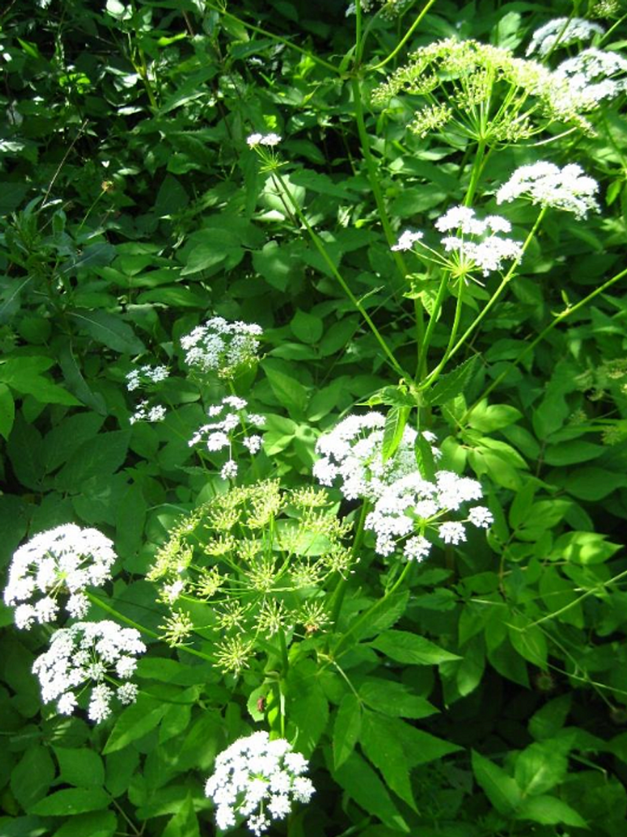 Сныть (Aegopodium)