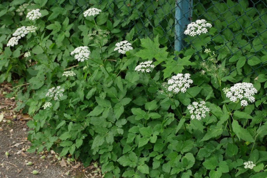 Сныть кашмирская