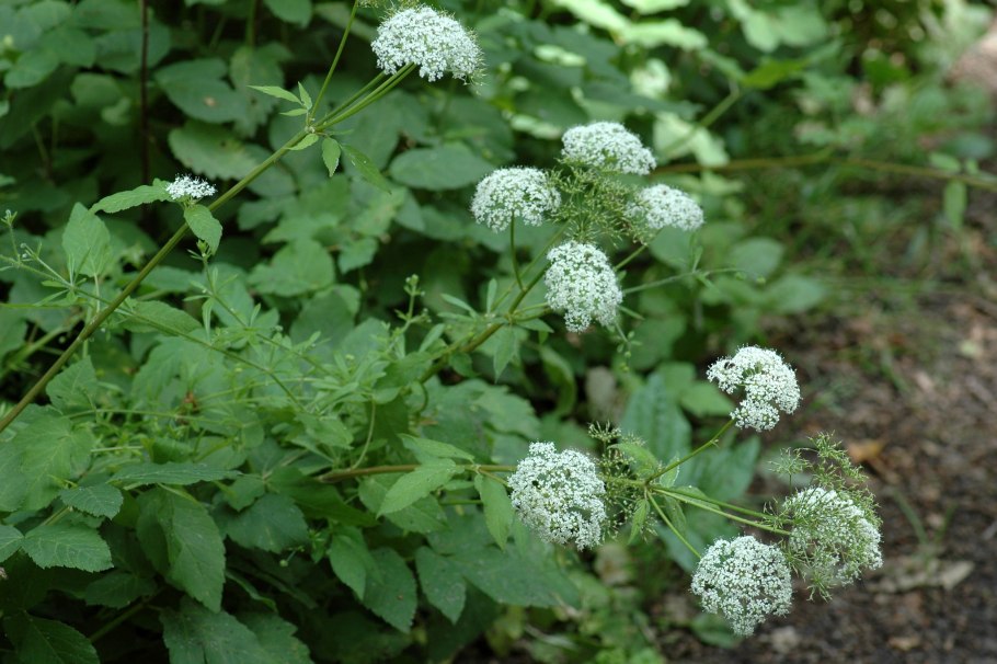 Цветущая сныть