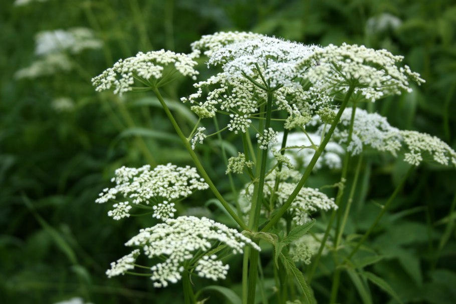 Сныть ботаника