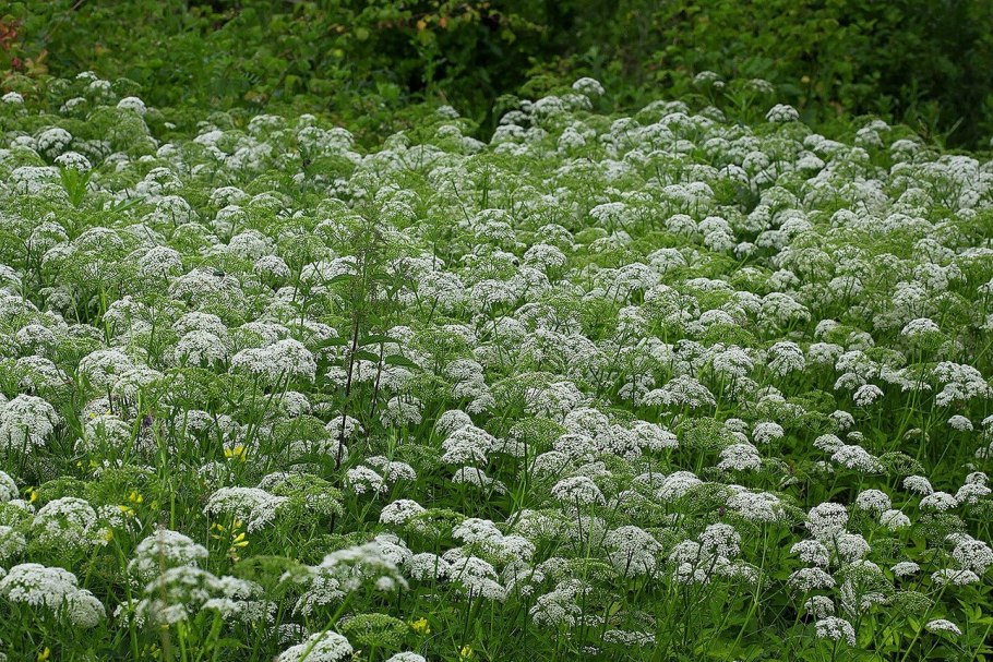 Сныть (Aegopodium podagraria)