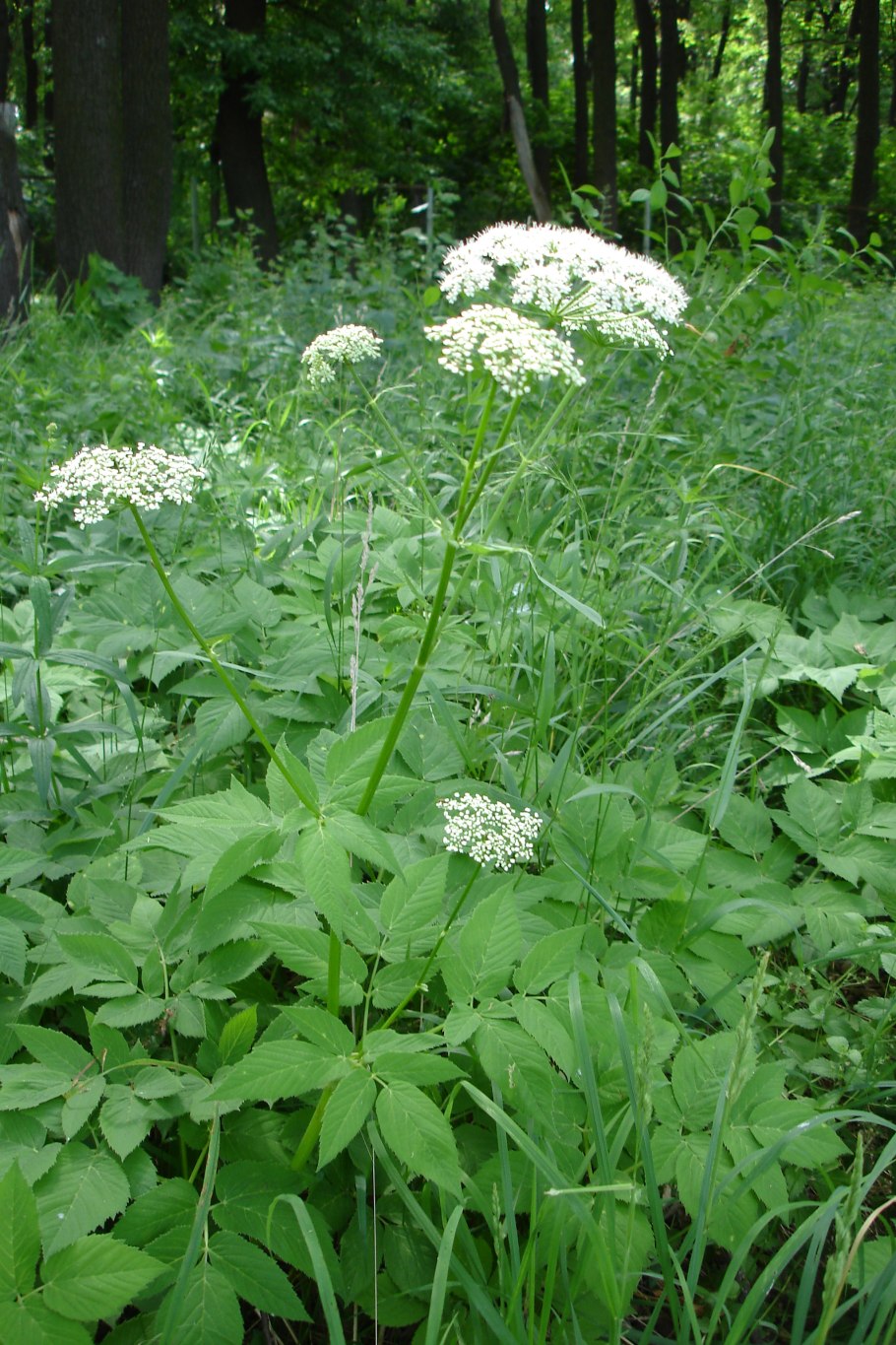 Сныть цветет