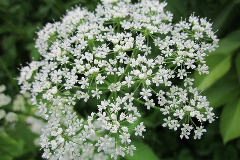 Сныть (Aegopodium podagraria)