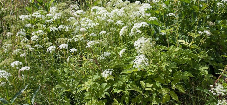 Трава сныть обыкновенная