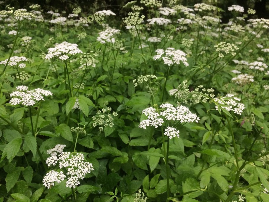 Сныть обыкновенная