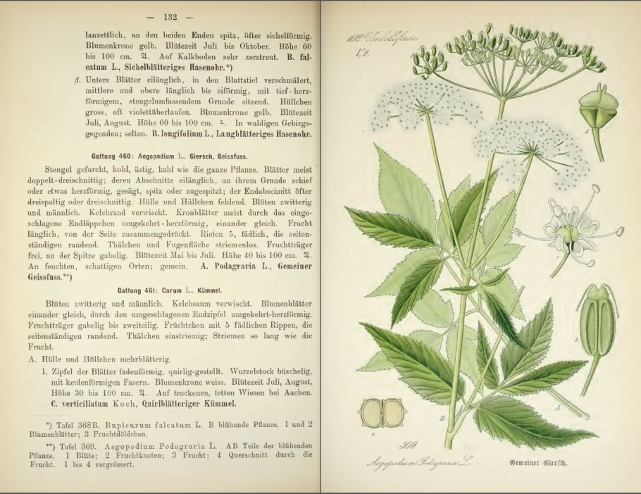 Сныть обыкновенная