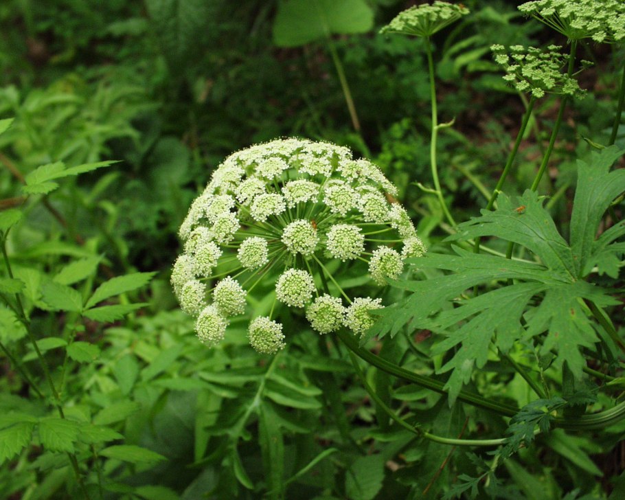 Сныть обыкновенная