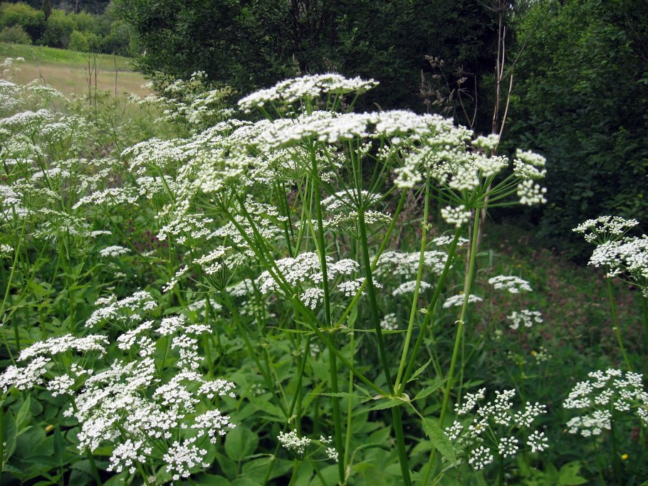 Сныть обыкновенная