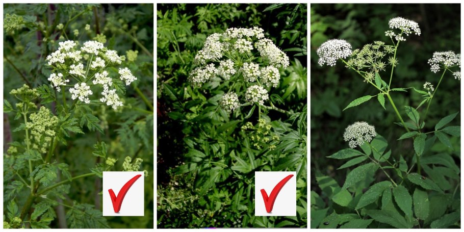 Сныть (Aegopodium)