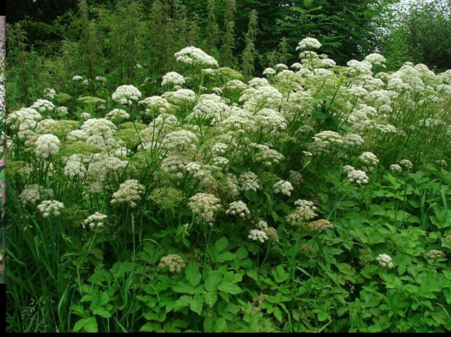 Сныть сорняк корни