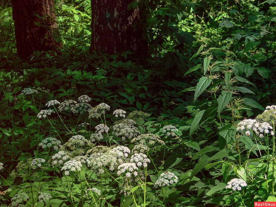 Сныть обыкновенная сорняк
