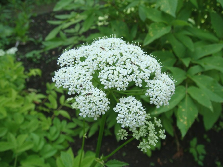 Сныть — злостный сорняк