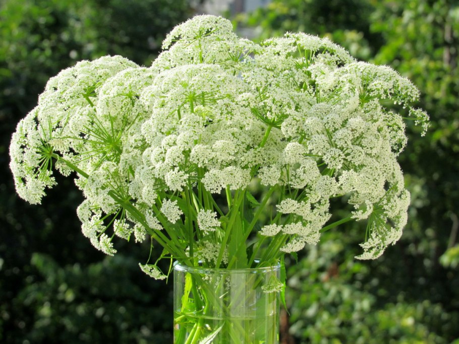 Сныть обыкновенная