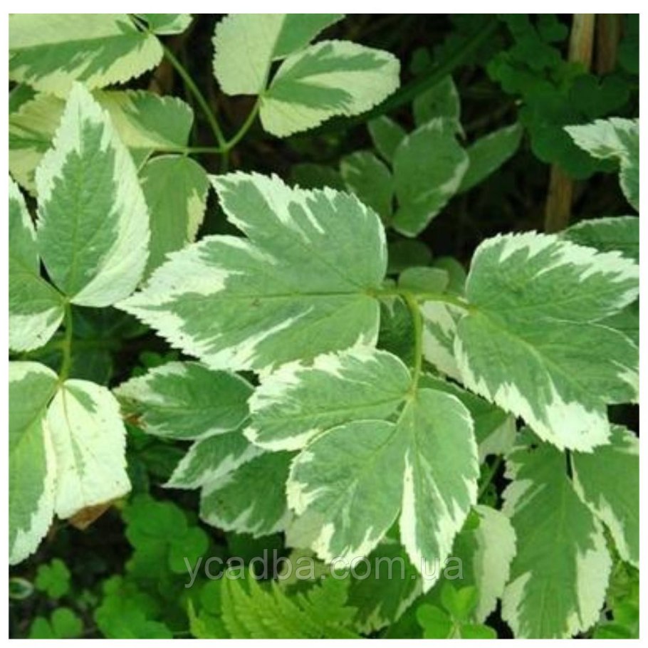 Сныть обыкновенная