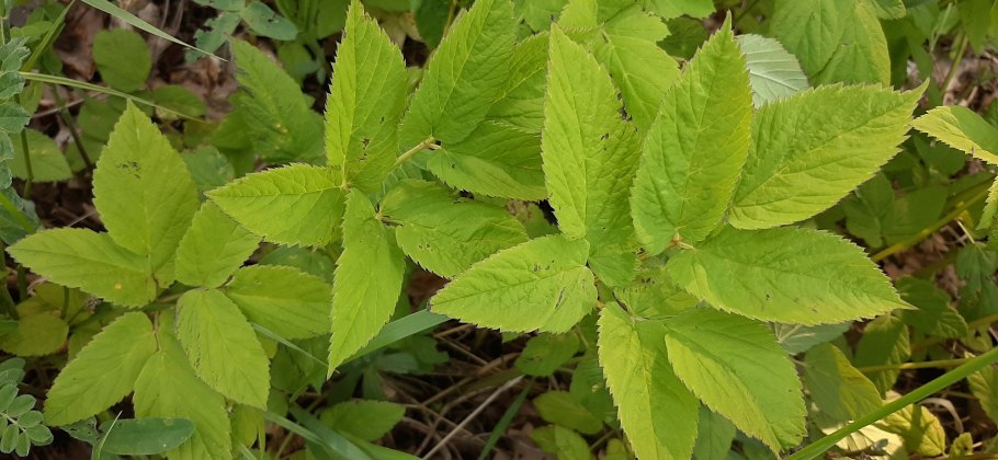 Болиголов и сныть