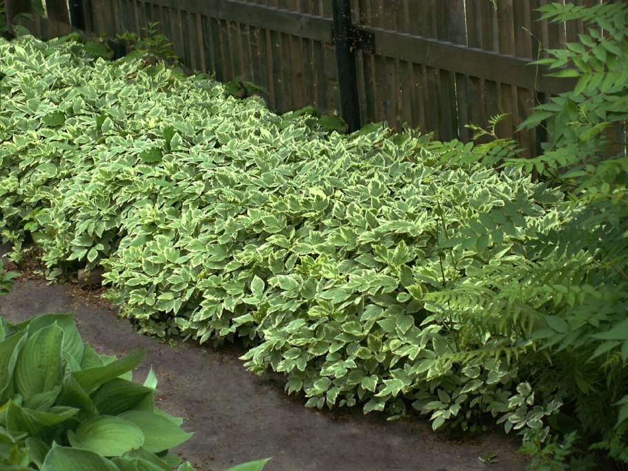 Сныть обыкновенная Вариегата