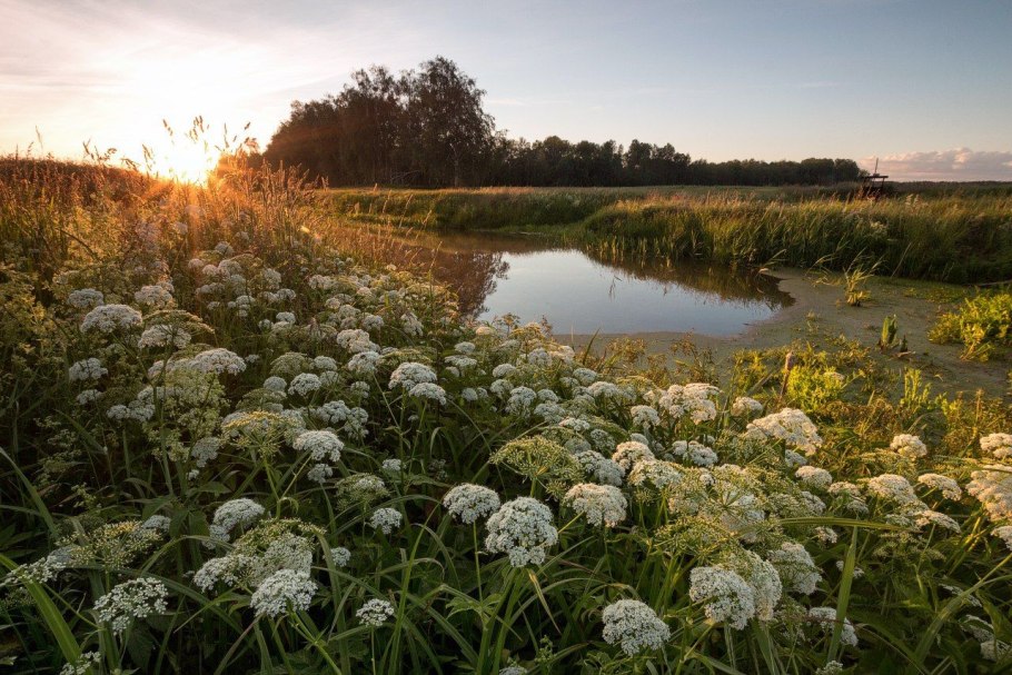 Сныть ботаника