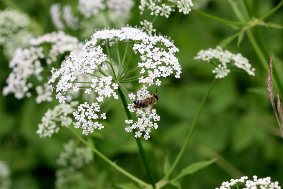 Лекарственные растения Саратовской области