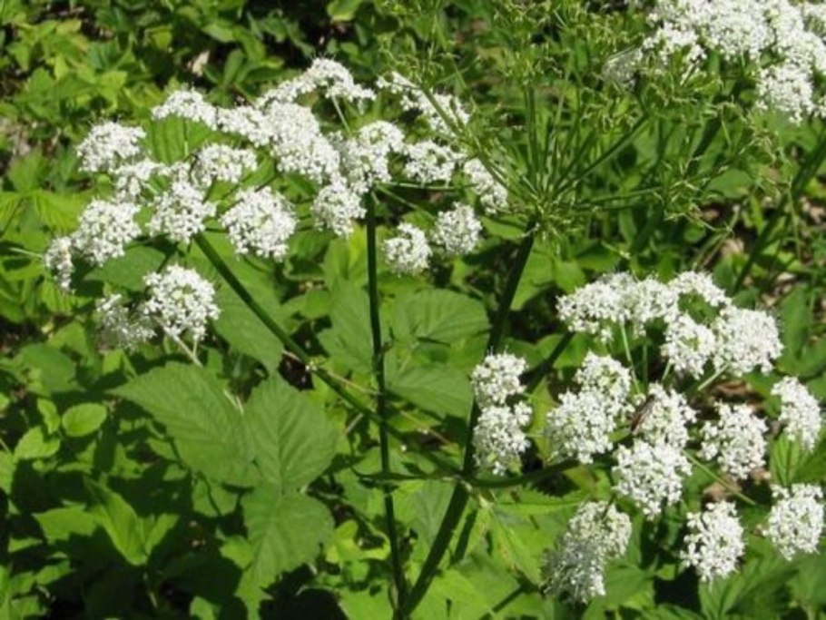 Сныть обыкновенная цветок