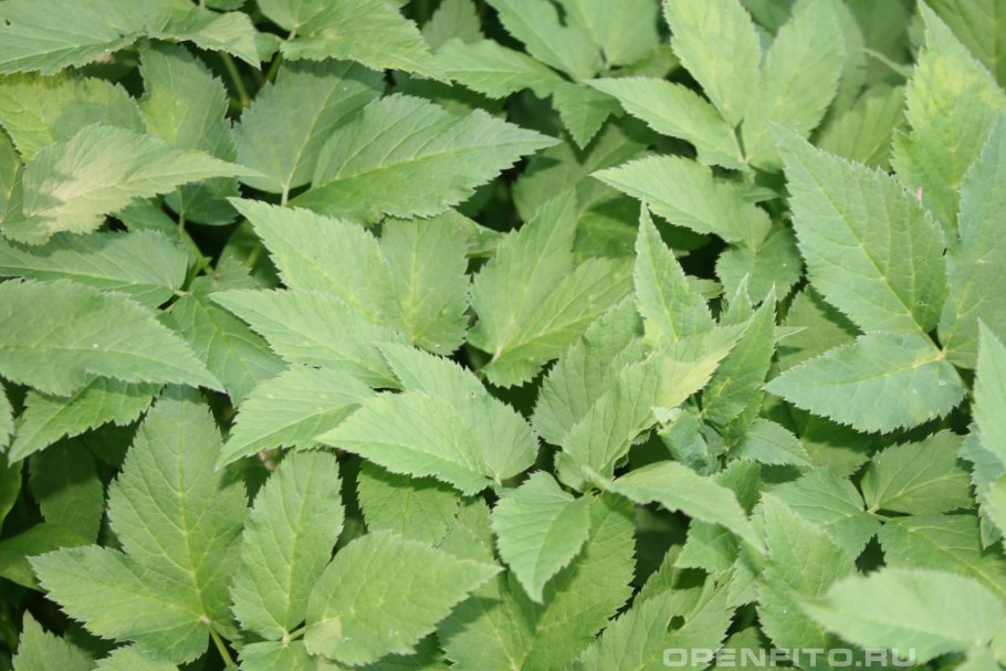 Aegopodium podagraria