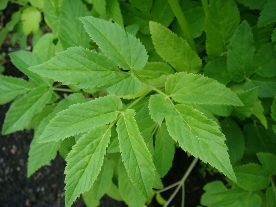 Сныть реликтовая памятник