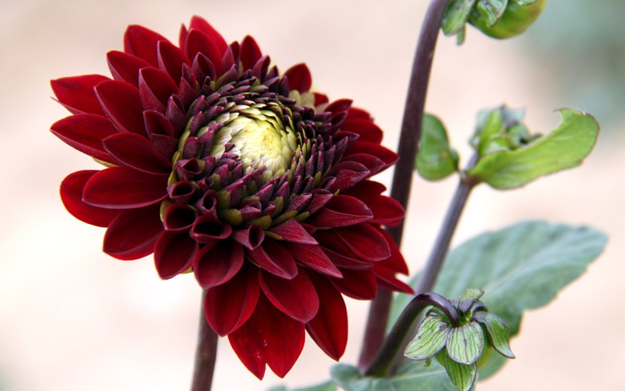 Георгина цветок